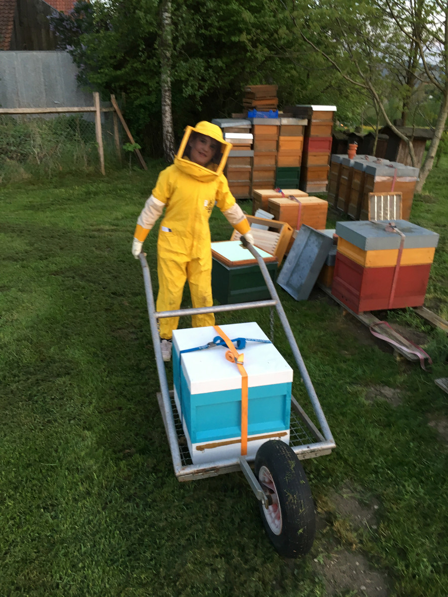 Bienenvolk kommt in Botnang an