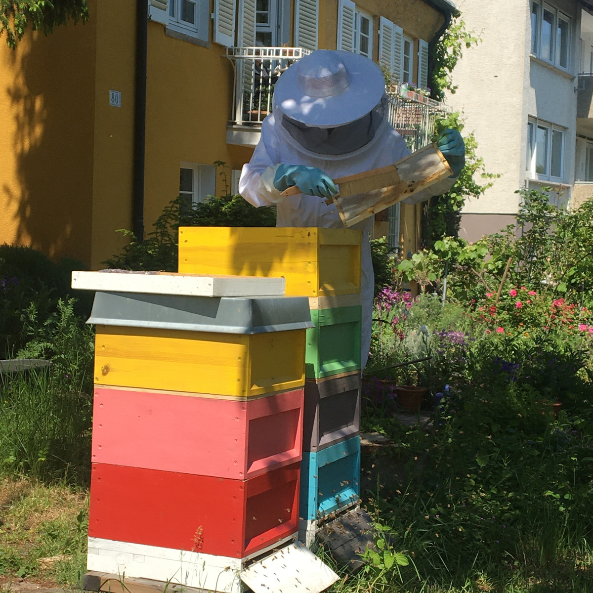 Honigernte mit Waben