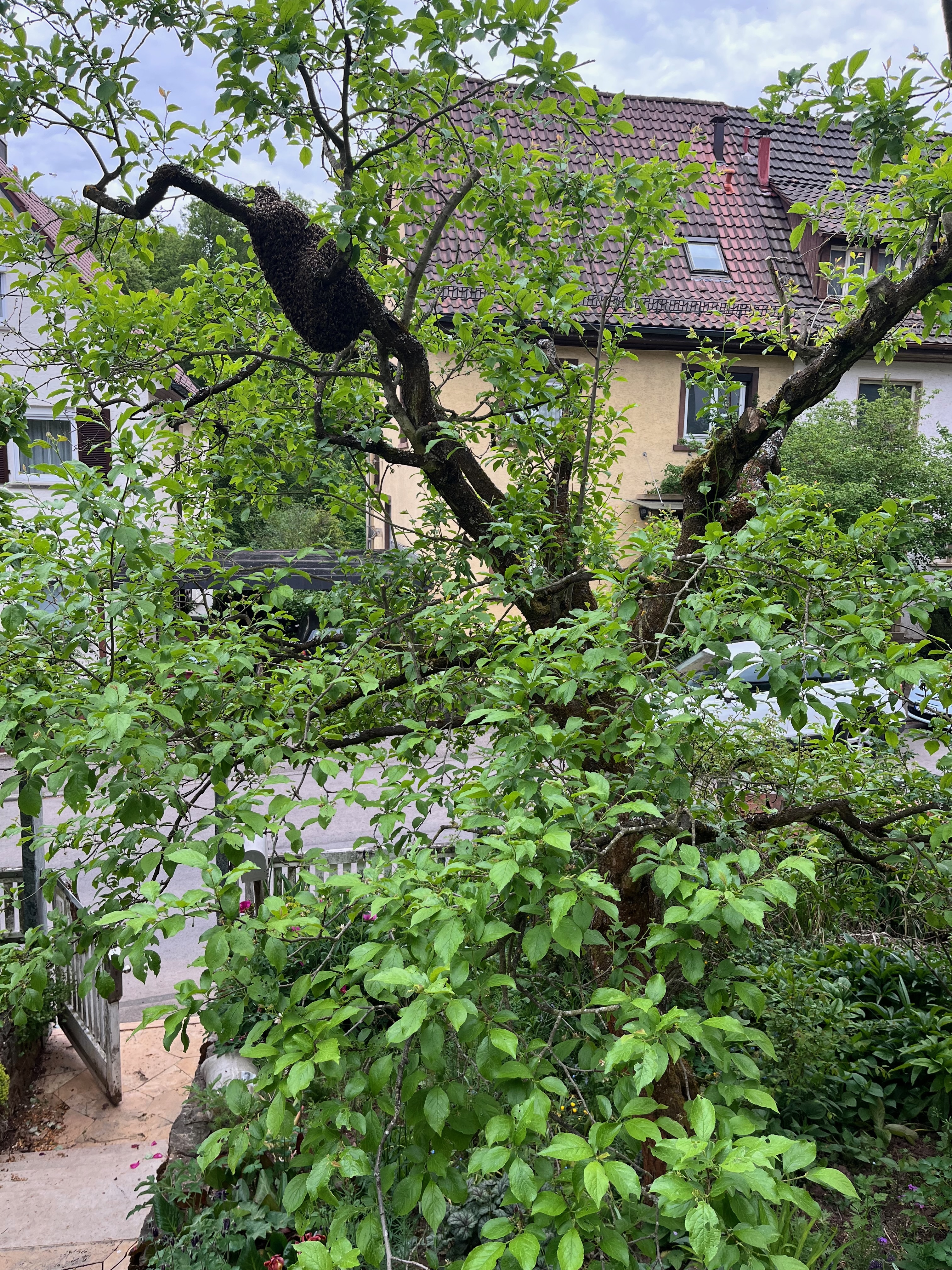 Bienenschwarm in einem Baum in Stuttgart-Botnang