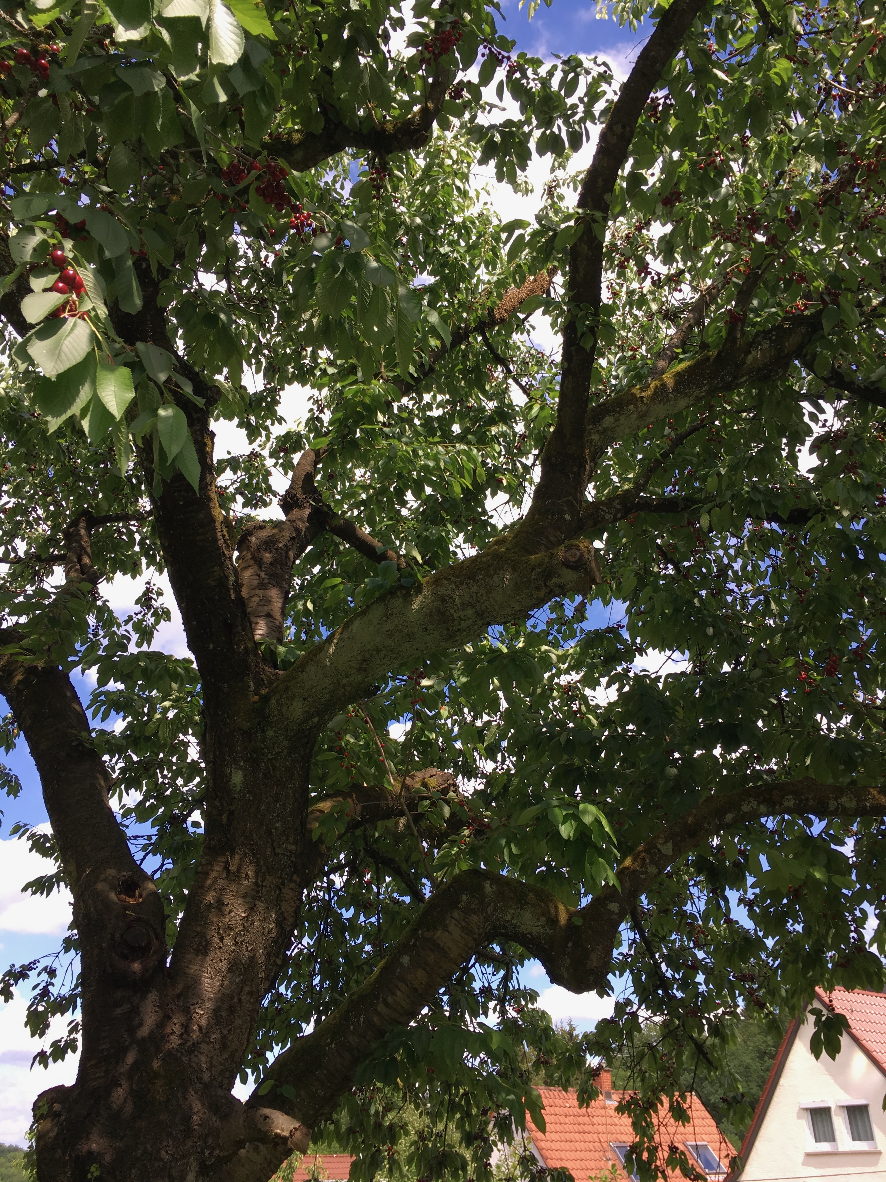 Bienenschwarm hoch oben in einem Kirschbaum