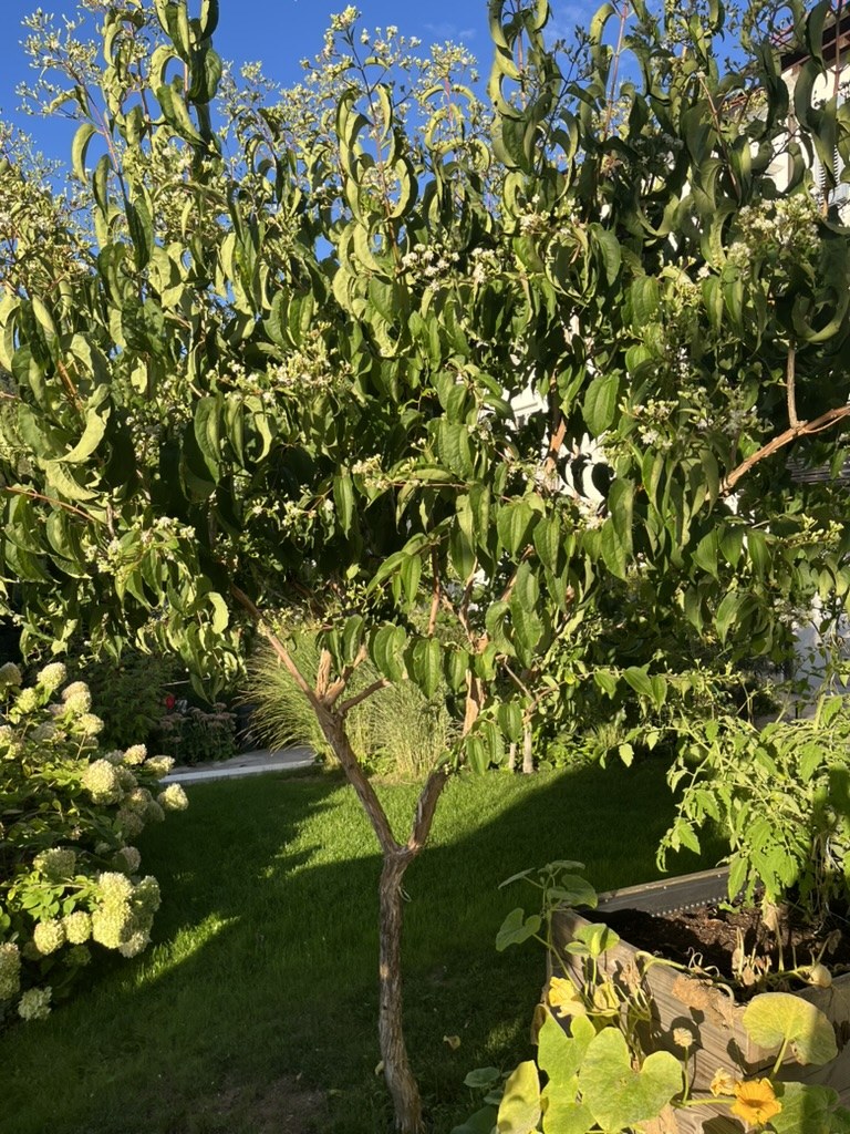 Bienenbaum im Garten in voller Blüte