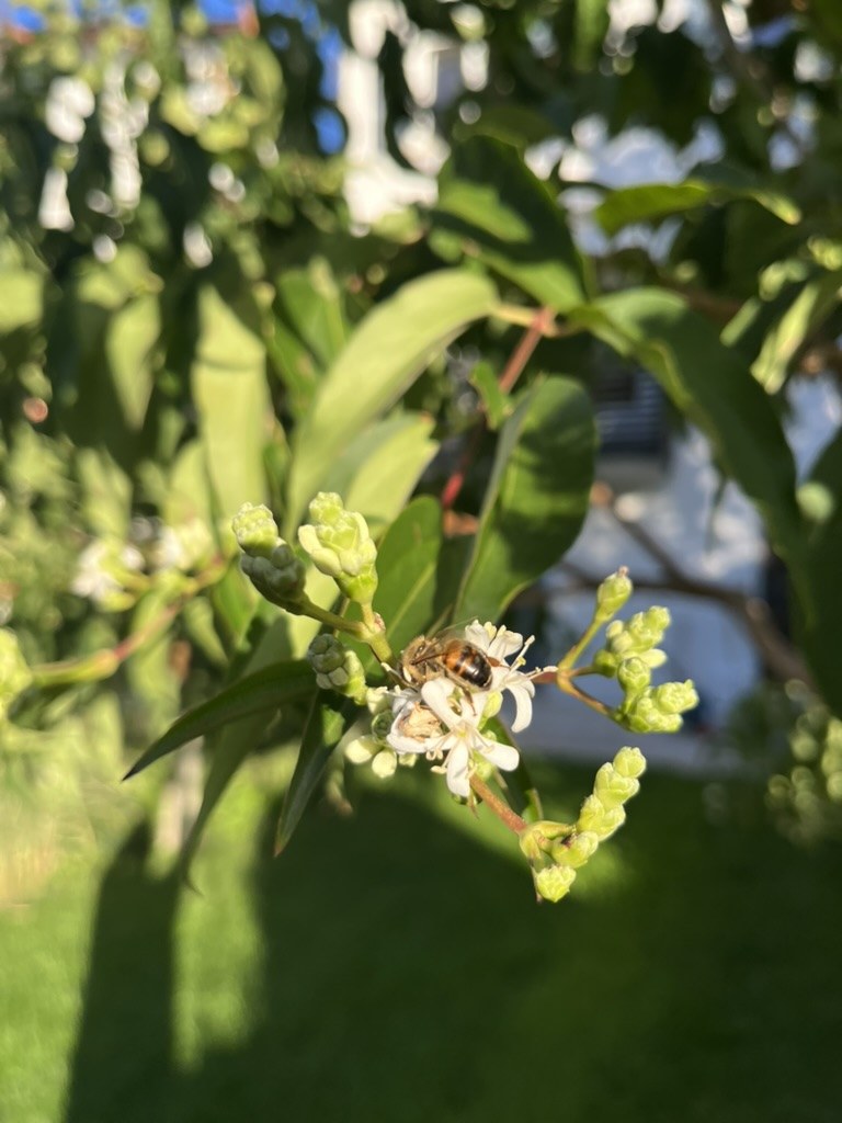 Biene auf einer Blüte des Bienenbaums