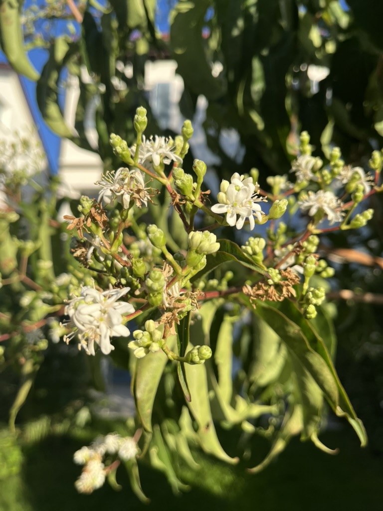 Weiße Blüten am Bienenbaum