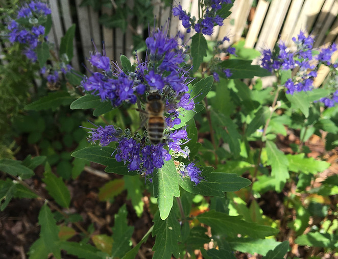Bartblume Grand Bleu mit blauvioletten Blüten