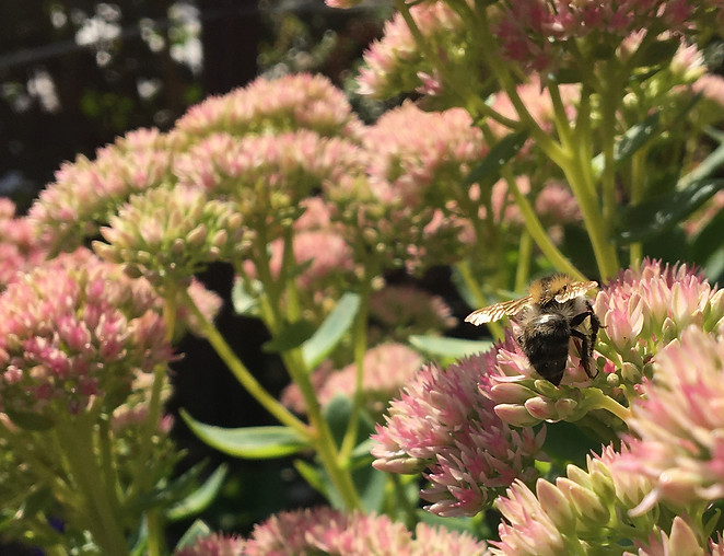 Blühende Fetthenne als Bienenweide